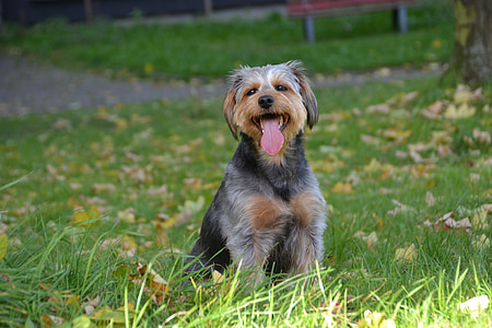 dog, mongrel dachshund yorkshire, animal, pet, meadow, tongue, sweet