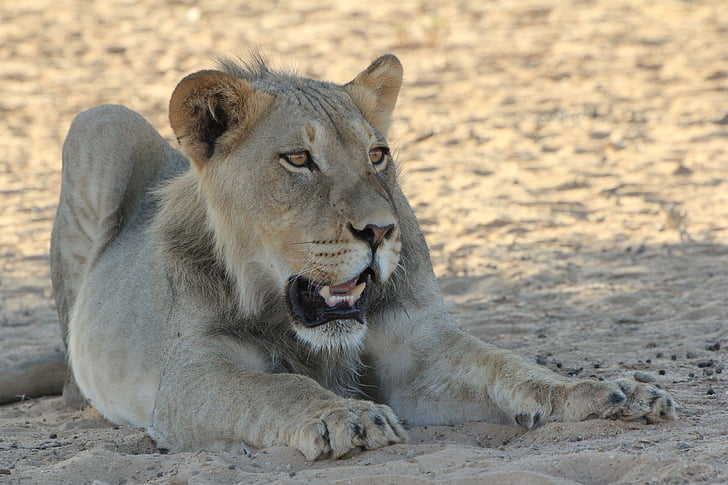 Löwe, junge, Afrika, Tierwelt, Natur, Safari, Tiere in freier Wildbahn