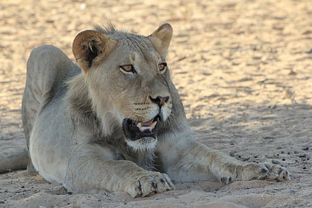 lejon, unga, Afrika, vilda djur, naturen, Safari, djur i vilt