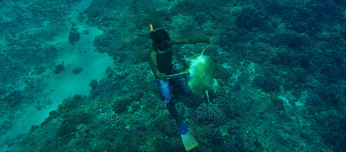 Indonèsia, viatges, vacances, Mar, l'aigua, sota l'aigua, Submarinisme