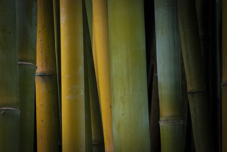 бамбук, природата, растения, пълен кадър, фонове, няма хора, бамбукова горичка
