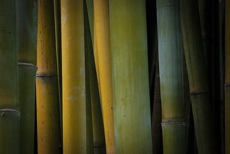 bambu, alam, tanaman, penuh frame, latar belakang, tidak ada orang, Bambu grove