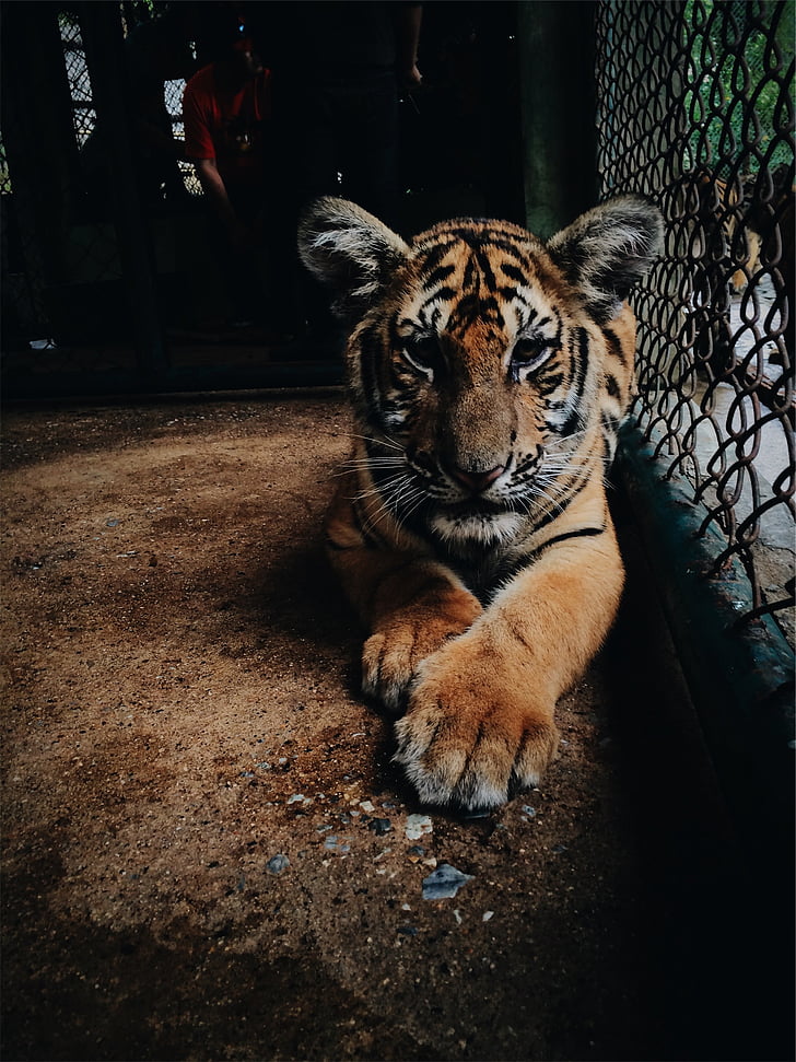 Bengal, tīģeris, iekšpusē, būri, dzīvnieku, zooloģiskais dārzs, vienam dzīvniekam