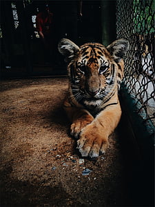 Bengala, Tigre, interior, jaula de, animal, Parque zoológico, un animal