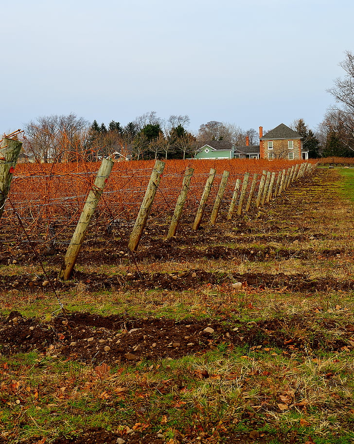 vignoble, ferme, hiver, clôture, paysage, Agriculture, vin