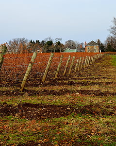 kebun anggur, pertanian, musim dingin, pagar, pemandangan, pertanian, anggur