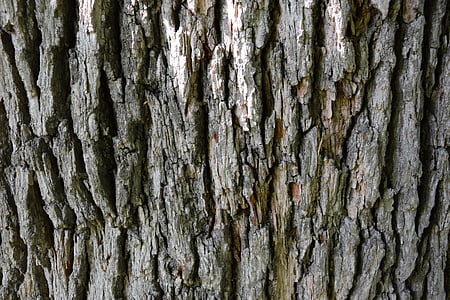 bark, træ, tekstur, materiale, brun, ru, overflade