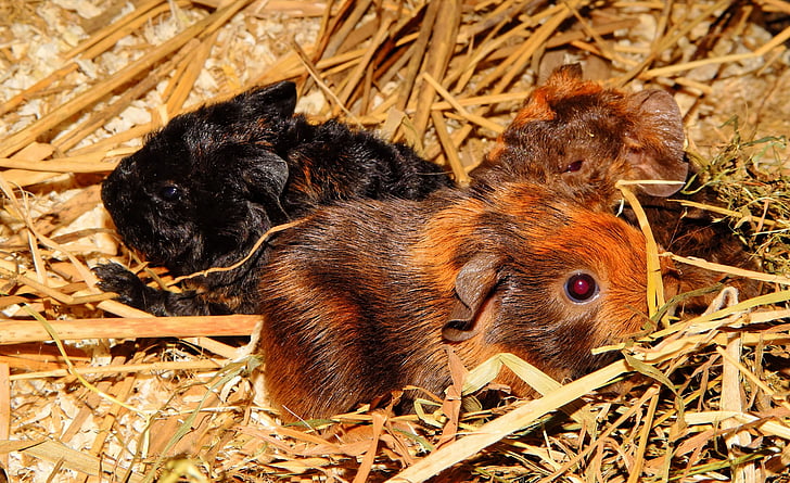 guinea pig, trẻ con vật, một nửa ngày cũ, nager, động vật gặm nhấm, Dễ thương, vật nuôi