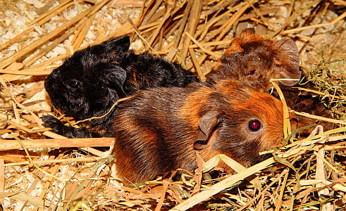 Guinea pig, junge Tiere, einen halben Tag alt, Manager, Nagetier, niedlich, Haustier