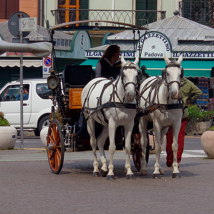 Padova, Piazza, centrum, Italië, Koetsier, paarden, Veneto