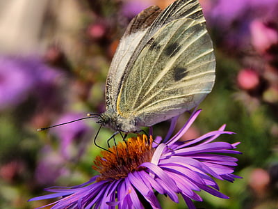 borboleta, repolho branco, asas, flor