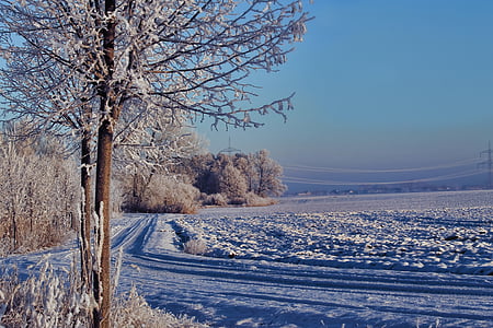 Vinter, morgensolen, trær, snø, kald is, tåke, humør