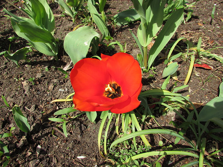 Мак, червено цвете, Блум, Блосъм, венчелистче, възпоменание, растителна
