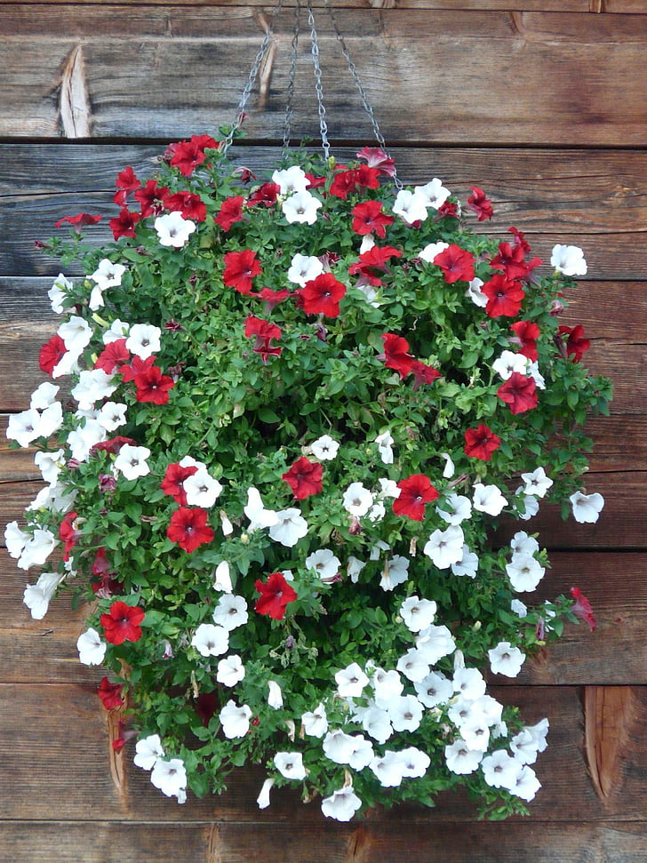 petunia jardín, Petunia, plantas de balcón, nachtschattengewächs, Solanaceae, planta ornamental, rojo