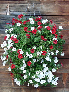 Petunie zahradní, Petunie, Balkónové květiny, nachtschattengewächs, Solanaceae, okrasná rostlina, červená