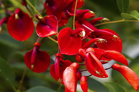 kvet, exotické, Brazília, Jungle, červená, Tropical