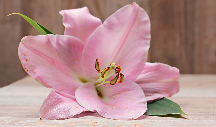 Lily, Hoa, Blossom, nở hoa, thực vật, màu hồng, màu tím