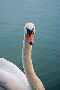 Swan, pasăre, animale, natura, stilou, păsări sălbatice, Lacul