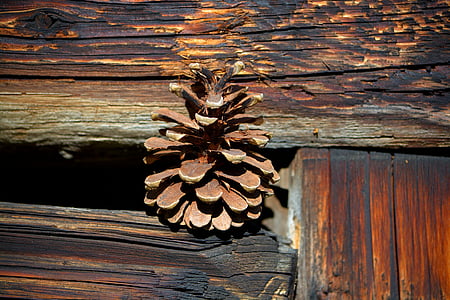 conos de pino, madera, marrón