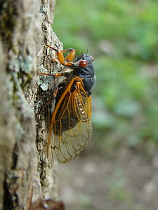 Magicicada, tijdschrift cicada, cicade, 17 jaar, zeventien jaar, boom, insect