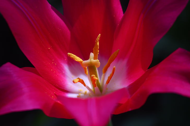 tulipán, virág, Konya