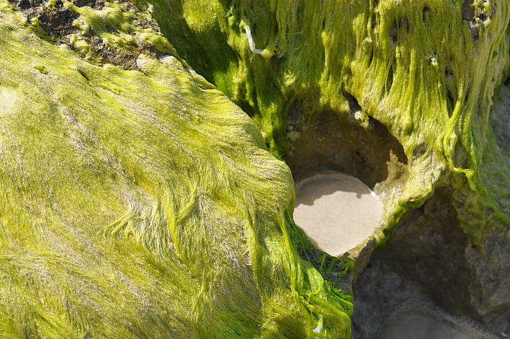 seagrass, kallioita, Sand, vihreä, Cliff