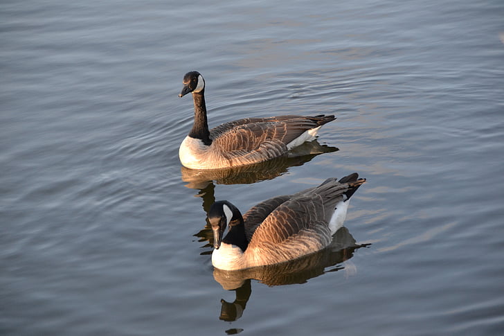 goose, geese, bird, water, birds, wildlife photography, water bird