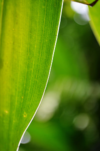 Blatt, grünes Blatt, Licht auf Blatt, Anlage, Sri lanka, Ceylon, mawanella