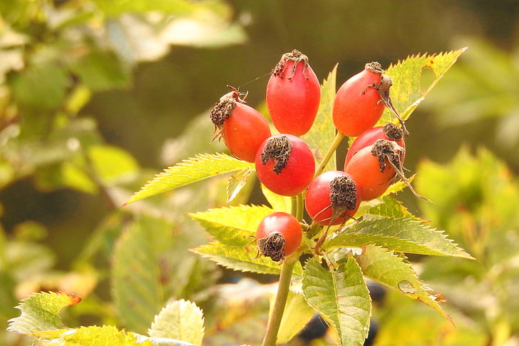Rose hip, rood, Wildrose, herfst fruit