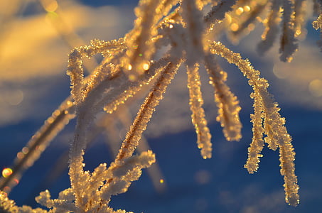 Frost, kolde, sne, vinter, hvid, sneklædte, Ice