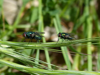calliphora vicina, greenfly, vironera บิน, botfly