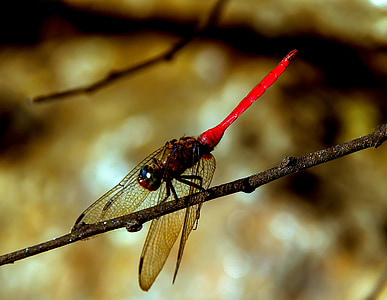 dragonfly, insect, red, black, wings, lacy, resting