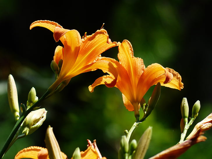 daylily, Hoa loa kèn, màu vàng đỏ daylily, Hoa fulva, màu nâu đỏ daylily, web wardens daylily, Hoa