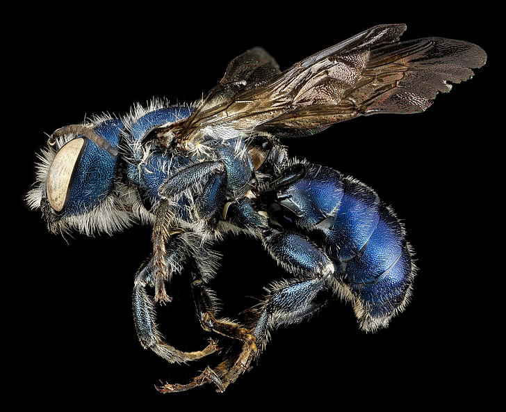 Mason bee, macro, faune, bleu, nature, Osmia chalybea, monté