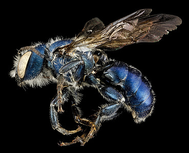 abeja albañil, macro, flora y fauna, azul, naturaleza, Osmia chalybea, montado