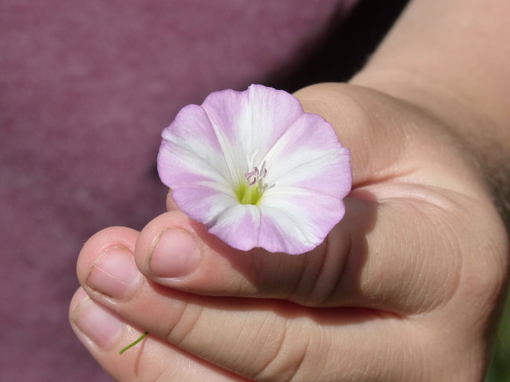 blomst, Bell, Campanula, hånd, barn, ømhed