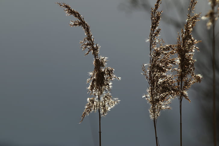Reed cvijet, cvijet, cvatu, Reed, Bodensko jezero, ruku Rajne, Austrija