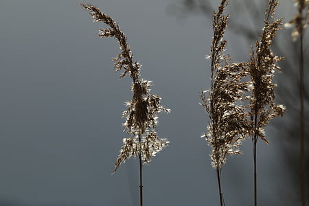 цветок тростника, Блоссом, Блум, Рид, Боденское озеро, рукоятки rhine, Австрия