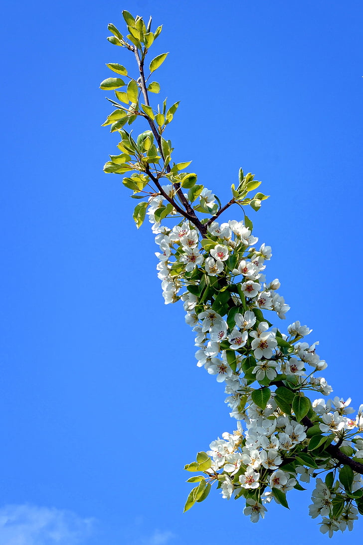 větev, květ, Bloom, jaro, bílá, zahrada, Příroda