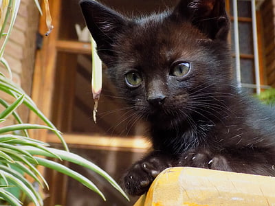 kočka, černá, domácí zvíře, kotě, pozorování