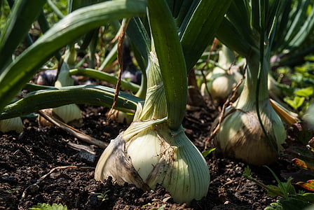 onion, garden, vegetables, food, vitamins, vegetable, agriculture