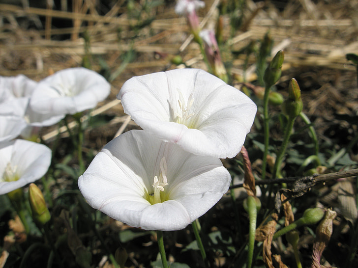 flowers, garden, white, flowering