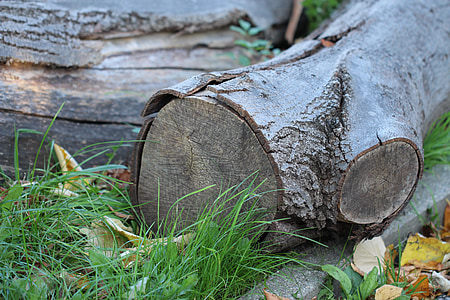 dřevo, protokol, dřevo, dřevo, průmysl, Příroda, Les