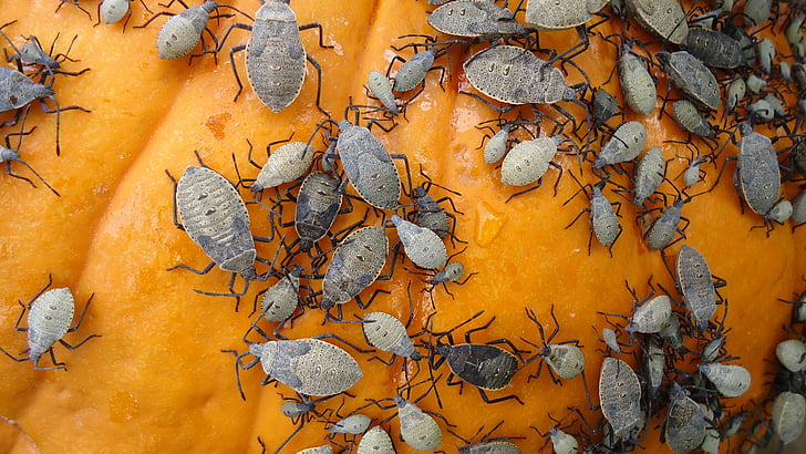 pumpkin, beetle, bug, halloween, insect, brown, happy