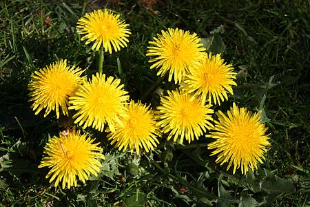 dandelion, flowers, yellow, pointed flower, spring, bloom