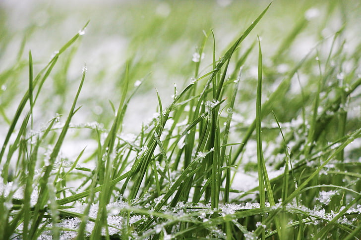 grass, snow, lawn, frozen, snow storm, snowflake, nature