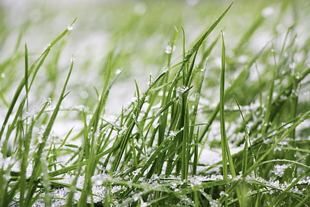 herba, neu, gespa, congelat, tempesta de neu, floc de neu, natura