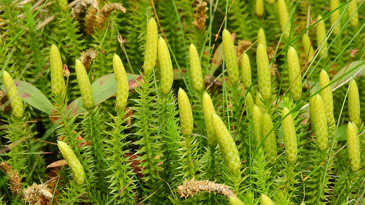 Lycopodium annotinum, Lycopodium, плаун, клъстер, Швеция, sånfjället