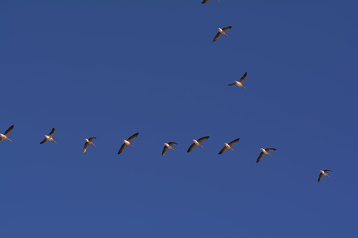 Гуси, політ, пташиного польоту, формування польоту, диких гусей