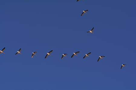 Гуси, політ, пташиного польоту, формування польоту, диких гусей